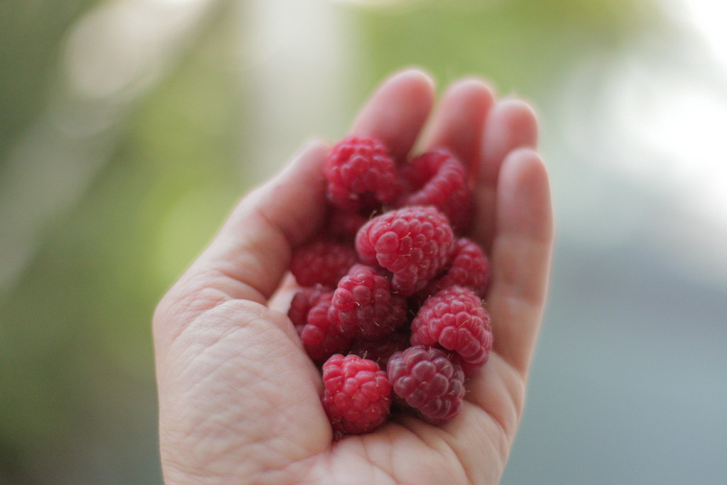 Serbia: Raspberry heaven!