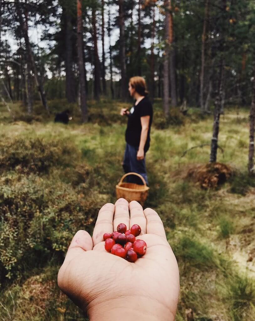 cranberry-fields-forever.