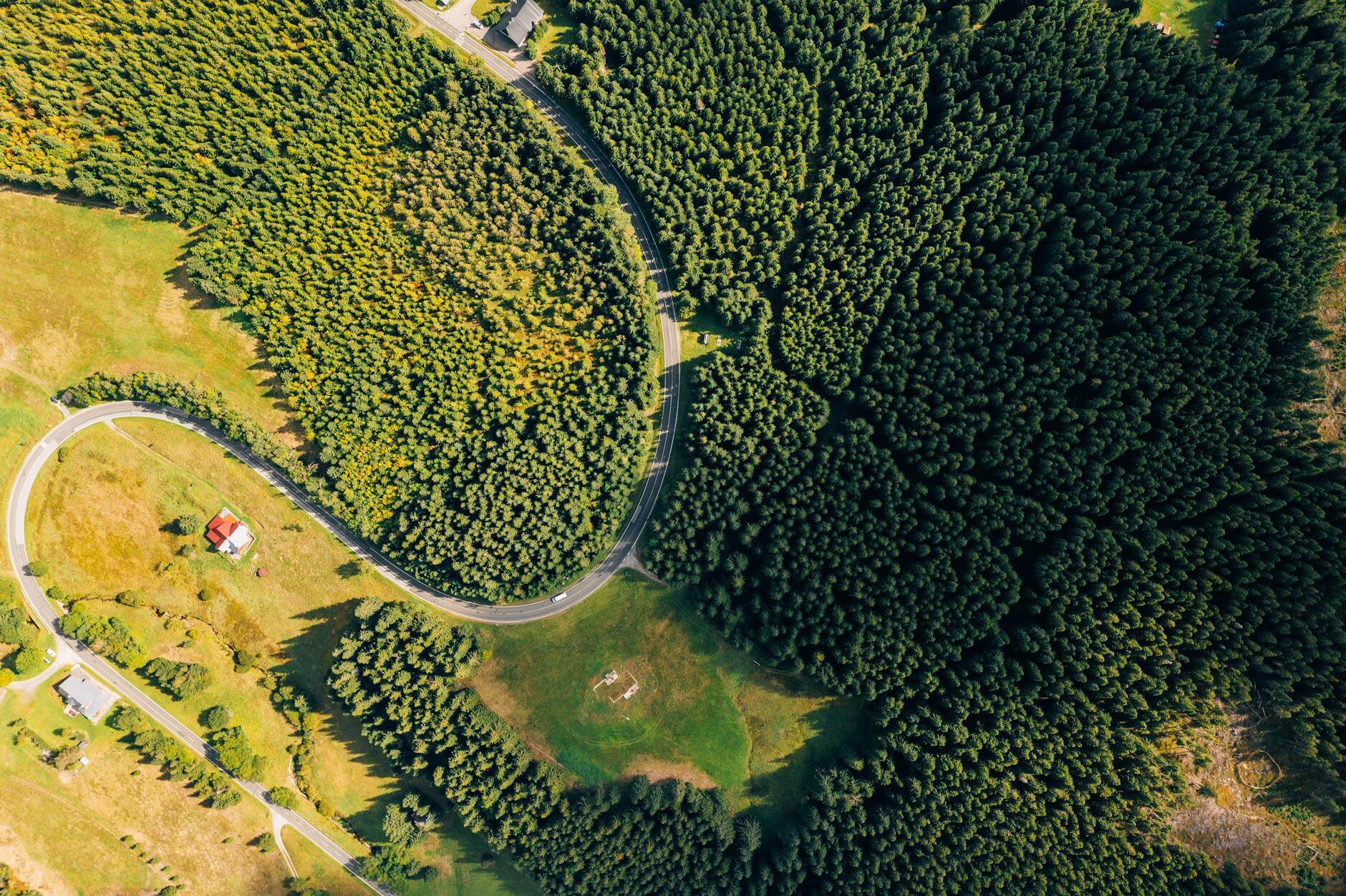 aerial photography of green trees
